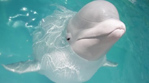 Top 10 Most Majestic Sea Creatures