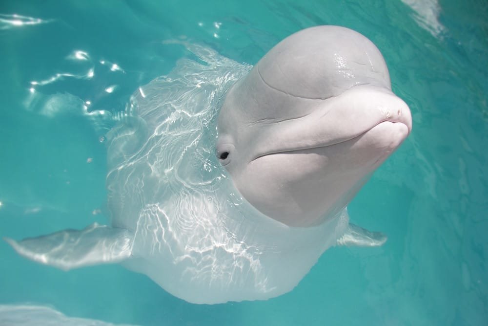 Top 10 Smartest Animals in the World