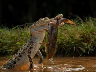 Saltwater Crocodile (The Largest Reptile)