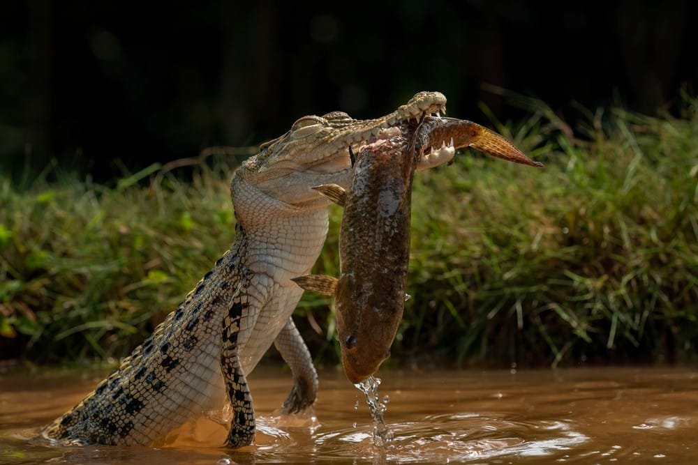 Saltwater Crocodile (The Largest Reptile)