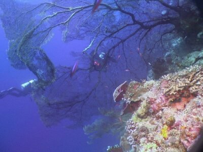Coral Polyp
