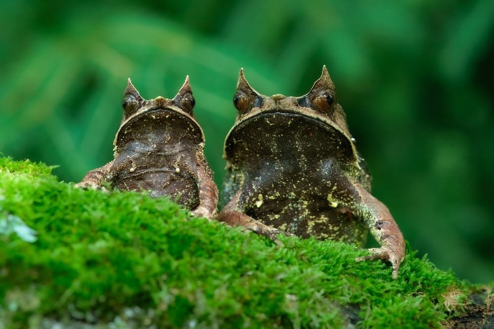 Frogs (Chorus)
