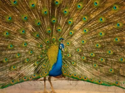 Indian Peafowl (Blue Peacock)