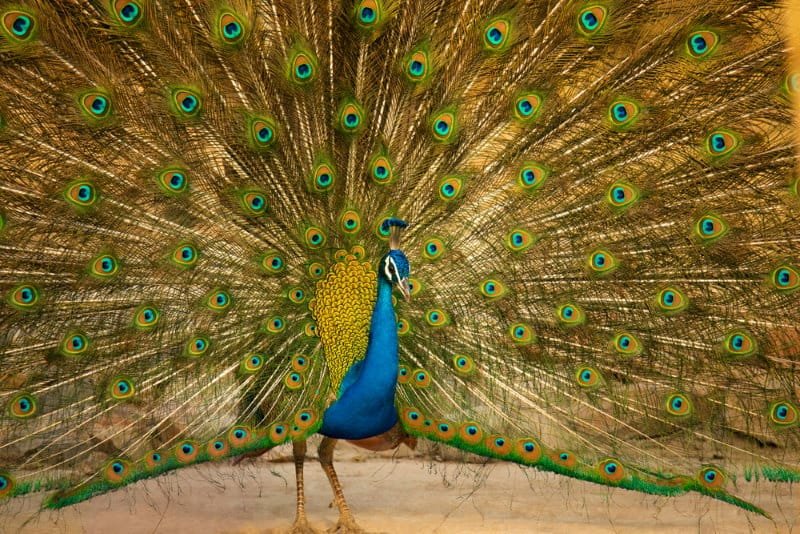 Indian Peafowl (Blue Peacock)