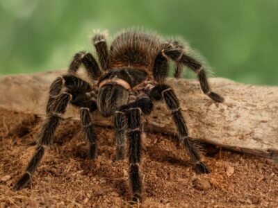 Sydney Funnel-web Spider