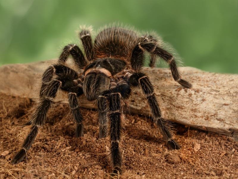Sydney Funnel-web Spider