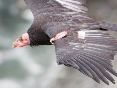 Andean Condor