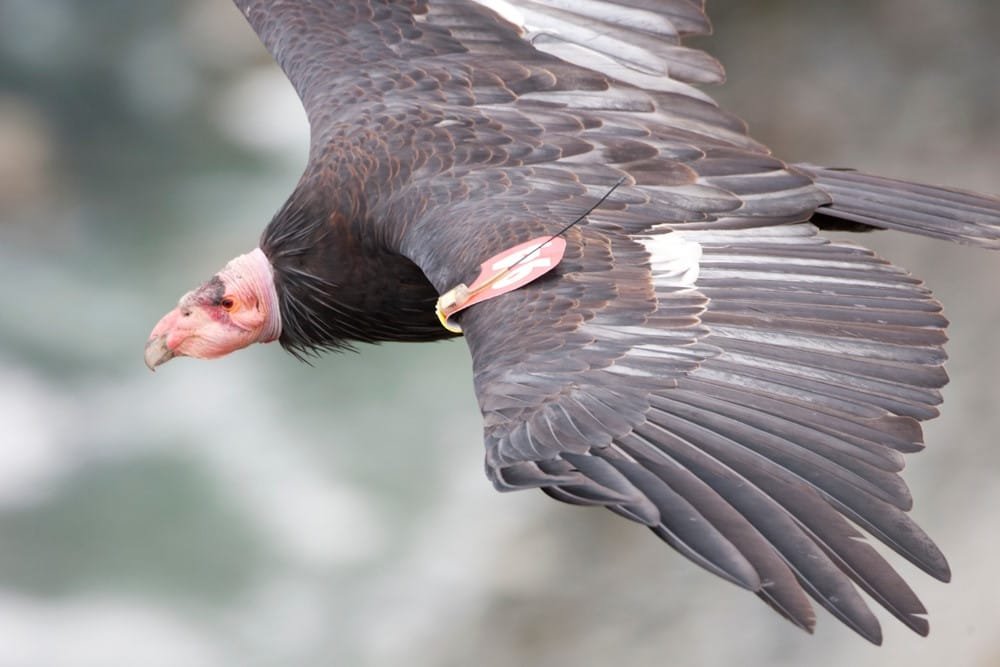 Andean Condor