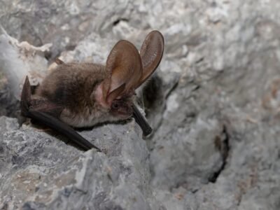 Bat