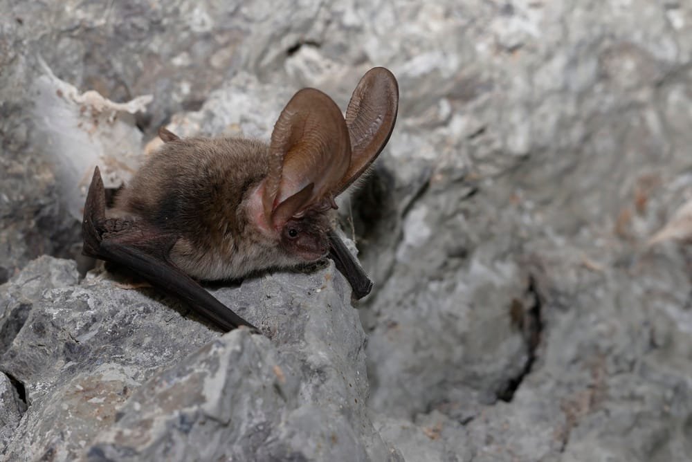 Bat