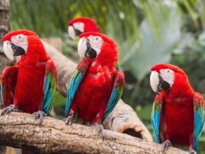 Scarlet Macaw
