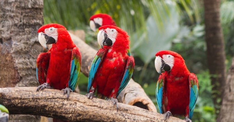 Scarlet Macaw