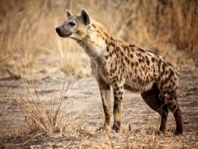 Spotted Hyena