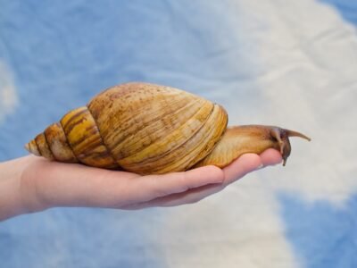 A snail can sleep for three years straight