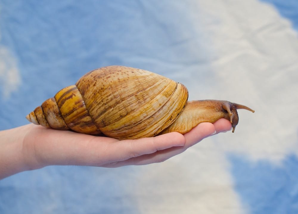 A snail can sleep for three years straight