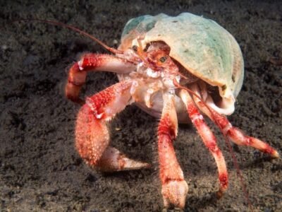 Giant Isopod (Bathynomus giganteus)