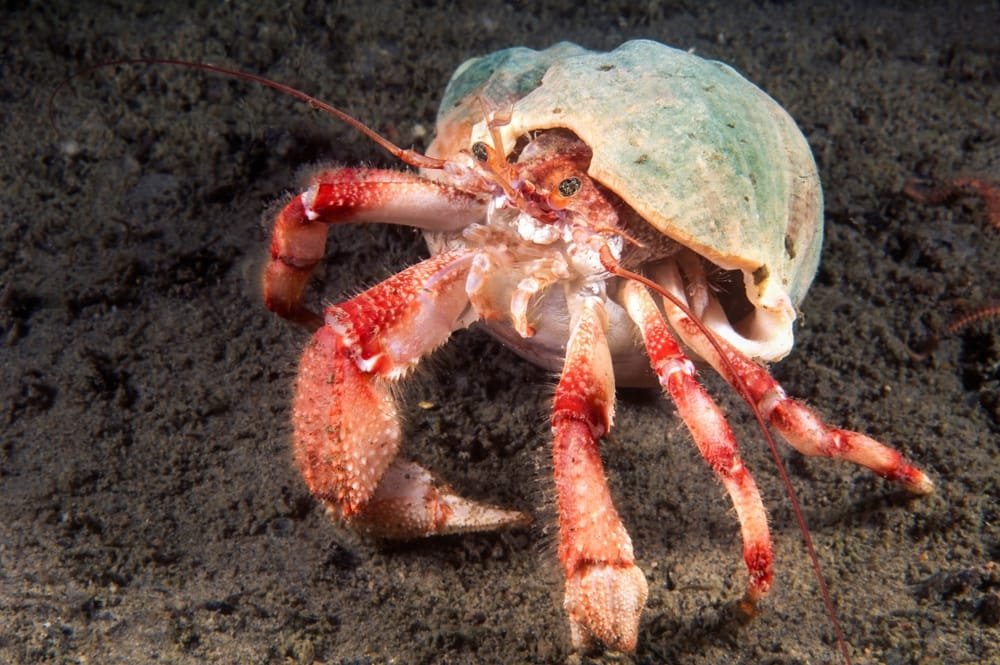 Giant Isopod (Bathynomus giganteus)