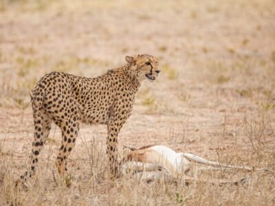 Cheetah