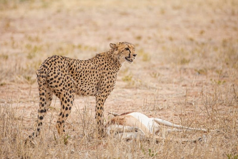 Cheetah