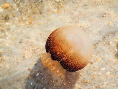 Sea Wasp / Australian Box Jellyfish