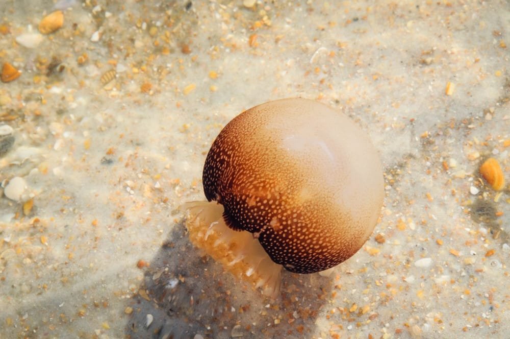 Sea Wasp / Australian Box Jellyfish