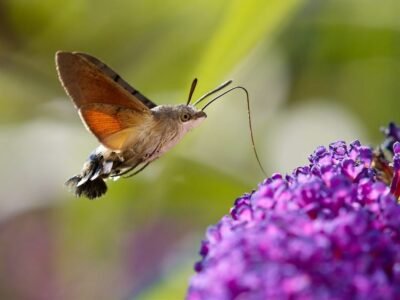 Hummingbird (Ruby-throated Hummingbird)