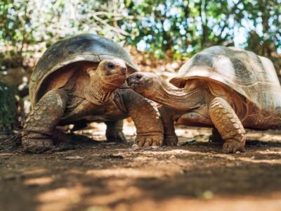 Some turtles can breathe through their butt
