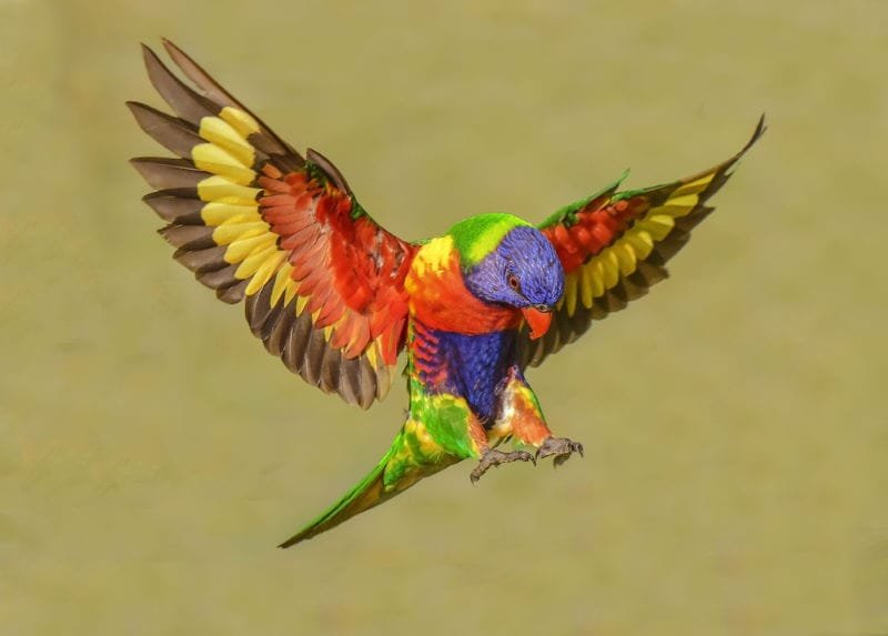 Rainbow Lorikeet