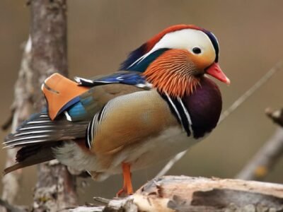 Mandarin Duck