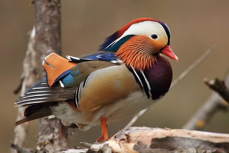 Mandarin Duck