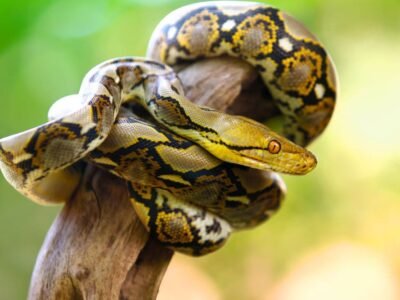 Python