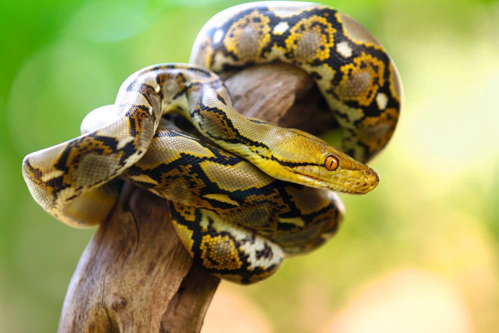 Python