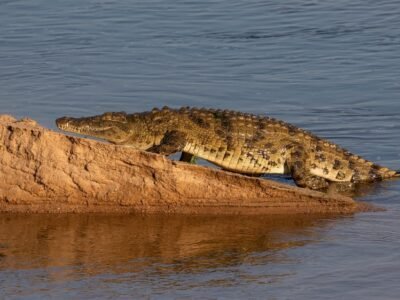 Nile Crocodile