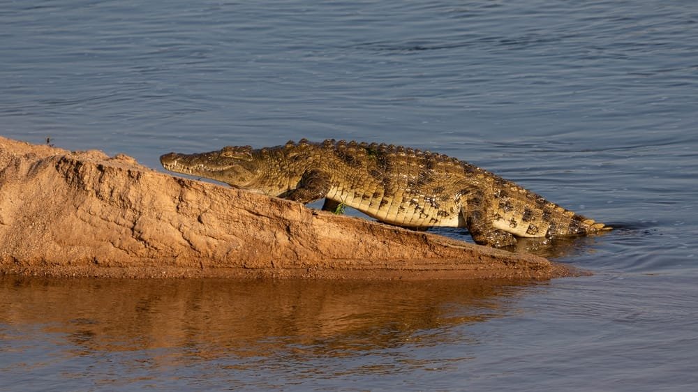 Nile Crocodile