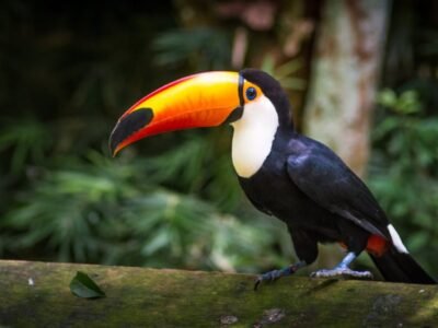 Toco Toucan