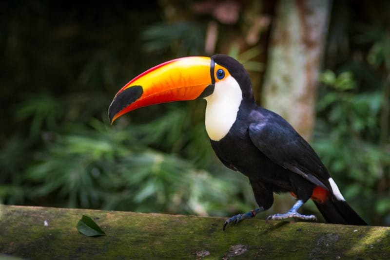 Toco Toucan