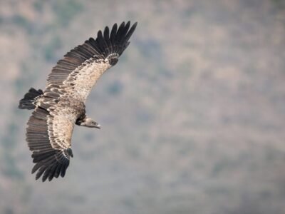 Bearded Vulture (Lammergeier)