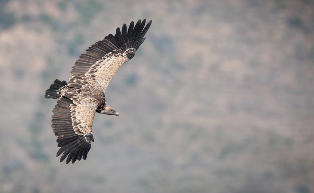 Bearded Vulture (Lammergeier)