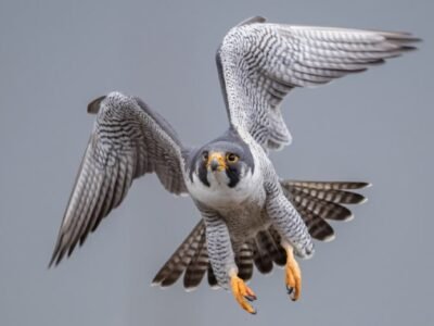 Peregrine Falcon