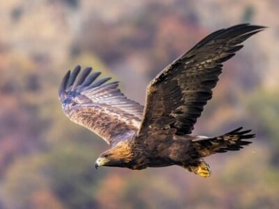Golden Eagle
