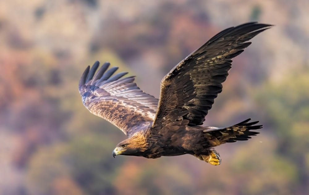 Golden Eagle