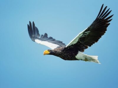 White-tailed Eagle (The Flying Barn Door)