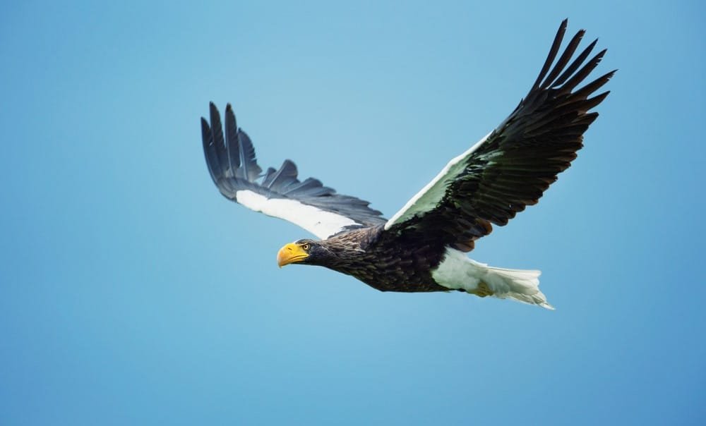 White-tailed Eagle (The Flying Barn Door)