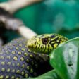 Top 10 Most Venomous Animals in the World