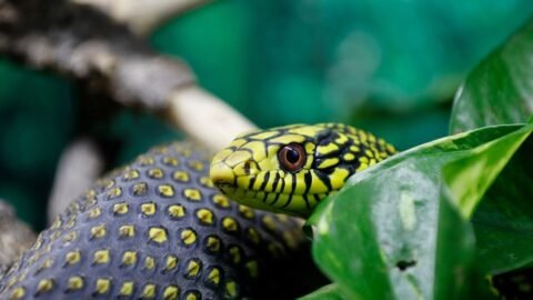 Top 10 Most Venomous Animals in the World
