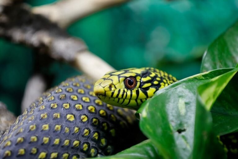 Top 10 Most Venomous Animals in the World