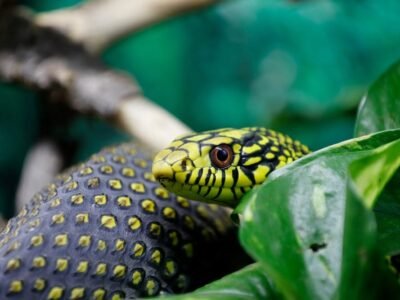 Inland Taipan