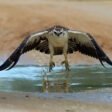 Top 10 Mighty Birds of Prey of the Skies