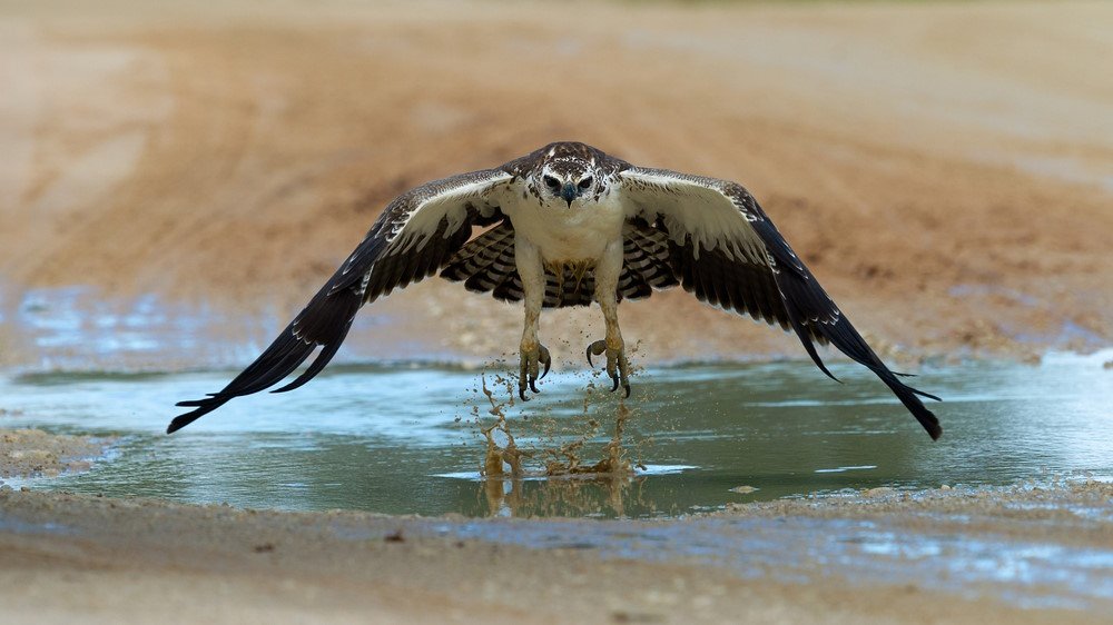 Top 10 Mighty Birds of Prey of the Skies
