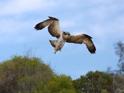 Osprey